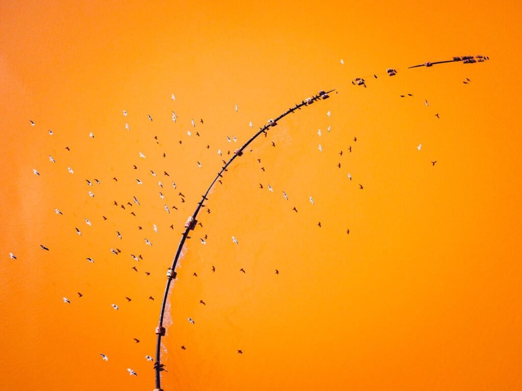 Captivating aerial shot of birds flying over an orange landscape with a curved line pattern.